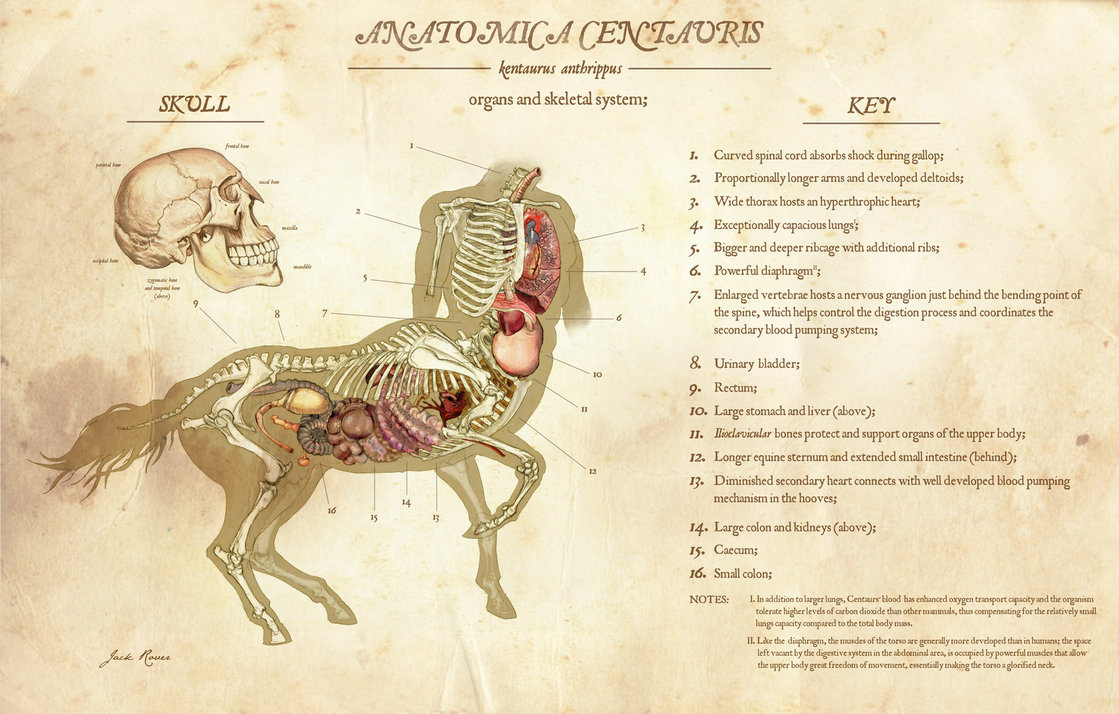 anatomica_centauris_by_jackrover-d5i5jov.jpg